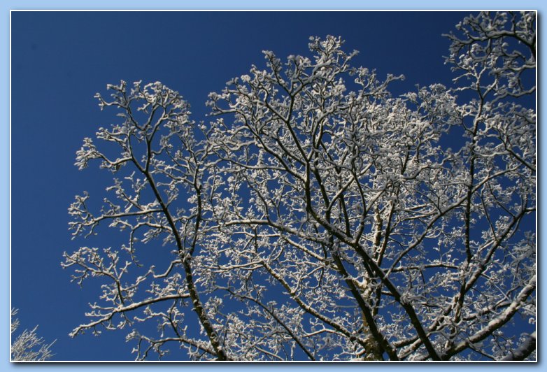 Arnhem Snow 166